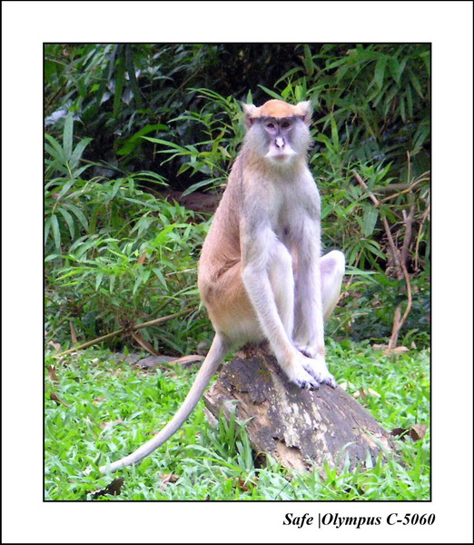 2005 - 06 - Zoo 113.JPG